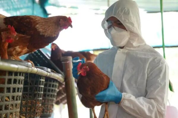 BirdFlu